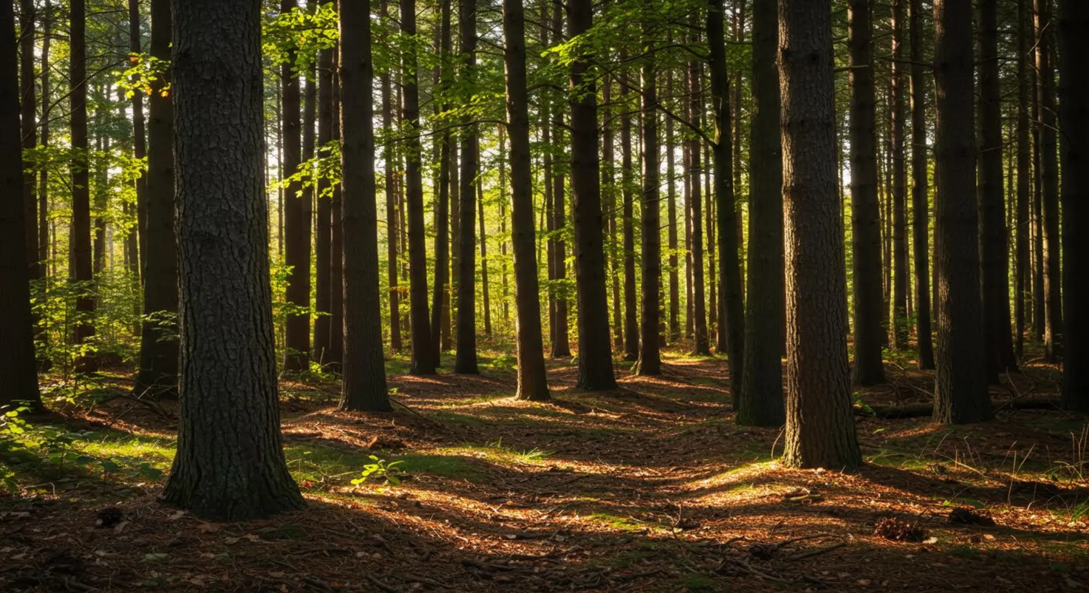 Forêt européenne ensoleillée avec pins, sapins et chênes, éclairée naturellement.